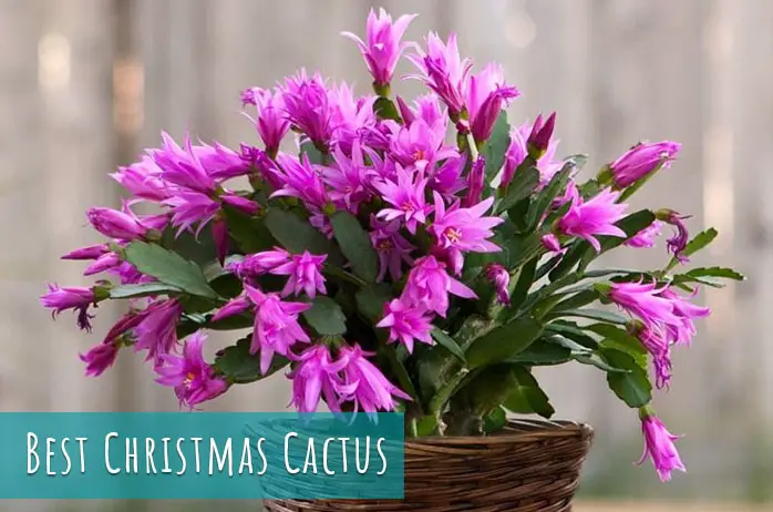 Best Christmas Cactus