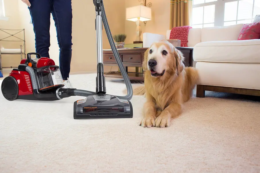 cleaning pet hairs at home
