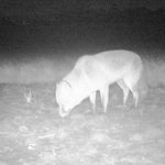Observing wildlife with Night vision camera