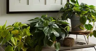 green plants in pots in the home