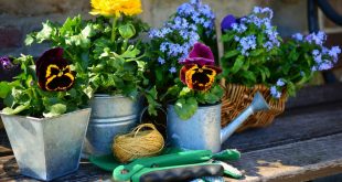 Tips to preparing your garden for the spring