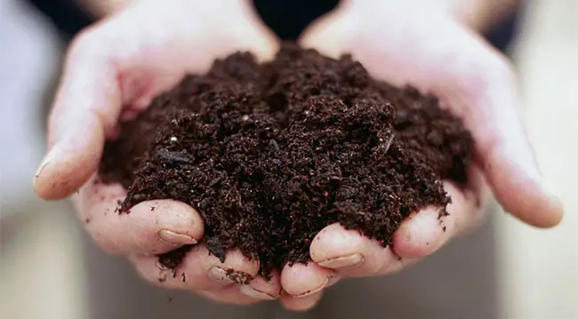 Use compost, fertilizer or mulch