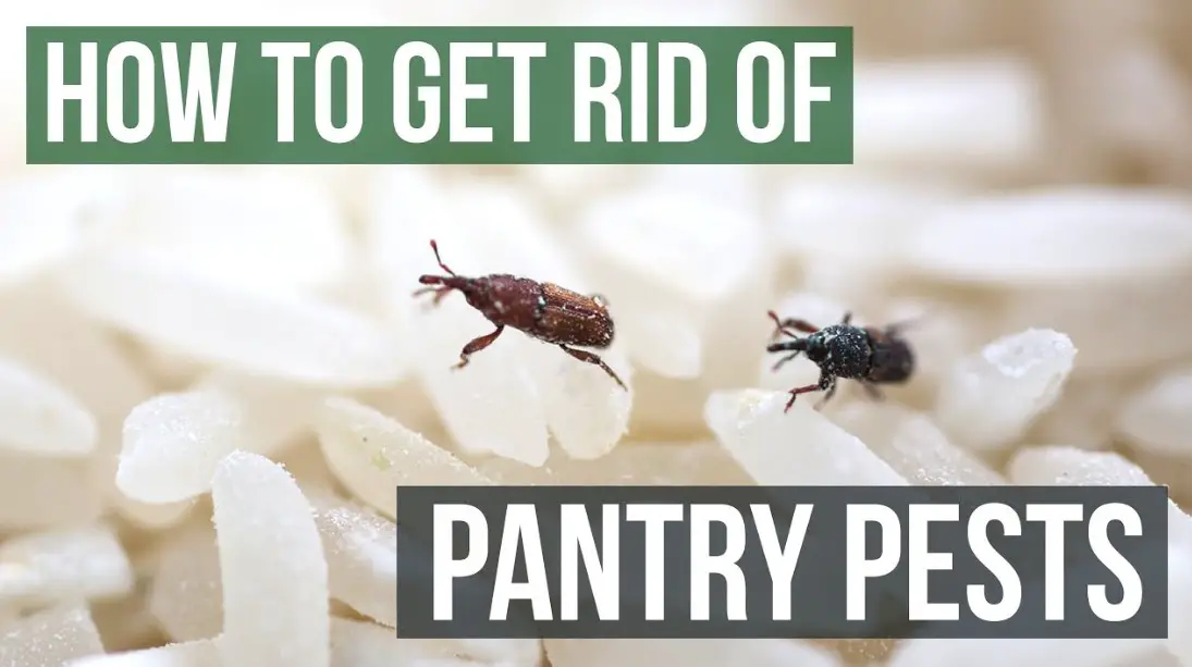 How to Get Rid of Pantry Pests Guaranteed
