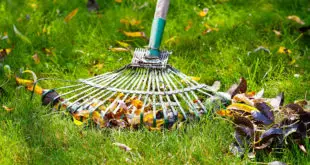 raking the lawn for leaves