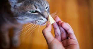 Cat Eating Cheese