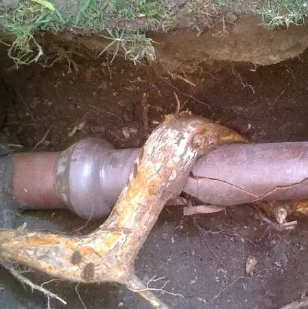 plastic pipe broken by arm-thick tree root