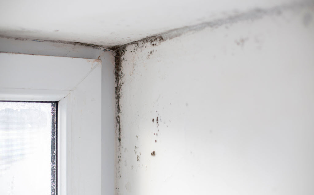 know when is mold removal necessary