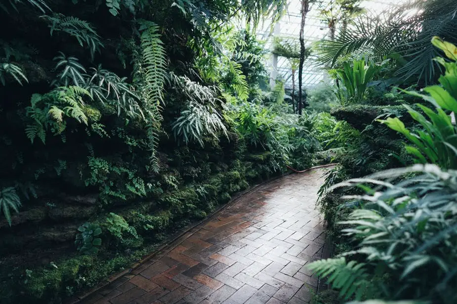 How to Make a Tropical Garden At Home