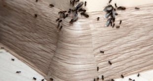 get rid of ants in 2020