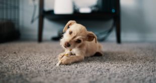 Pet on Carpet