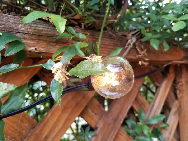 lit bulb in leaves on fence