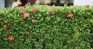 Tips for Maintaining Garden Hedges