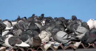 How to Pigeon-proof Your Home or Business