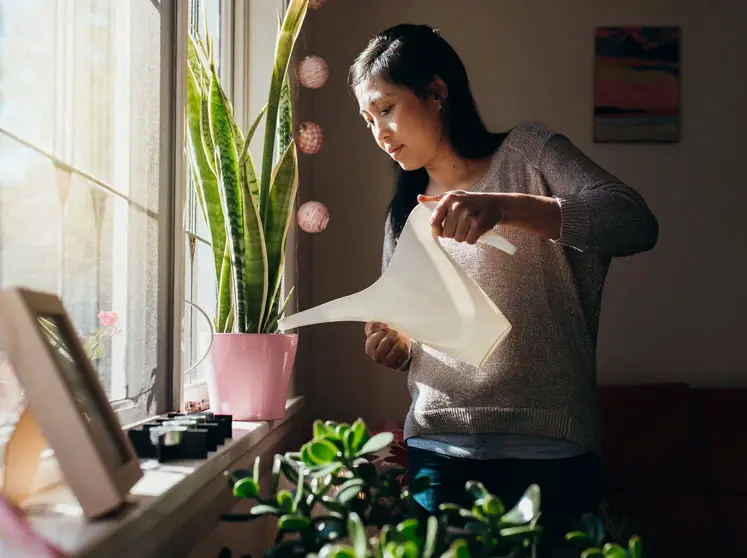 Buying your Plant from an Online Delivery Store