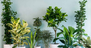 Decorate Your Home With Plants