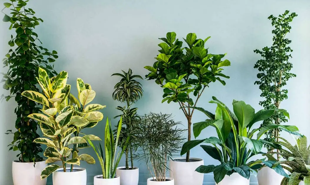 Decorate Your Home With Plants