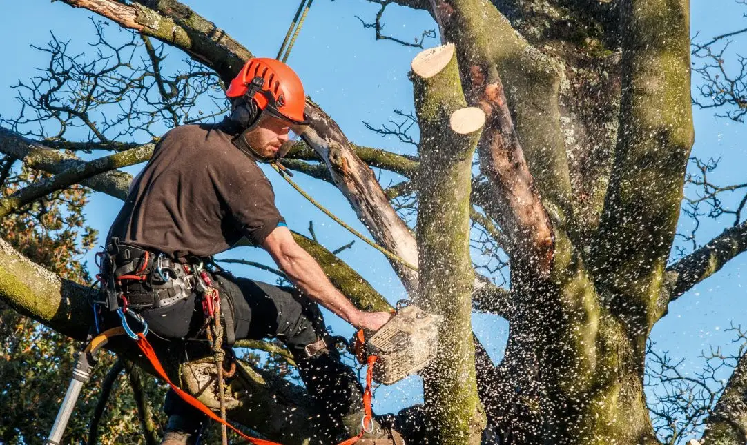 Tree Surgery can improve the value of your home