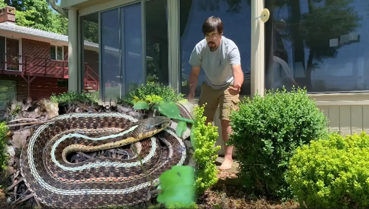 reasons to hire Snake Catcher