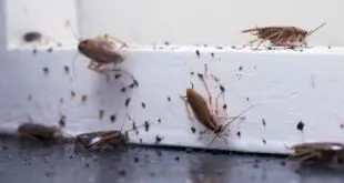How to deal with pests in your apartment