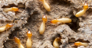 Termite Control in Maryland