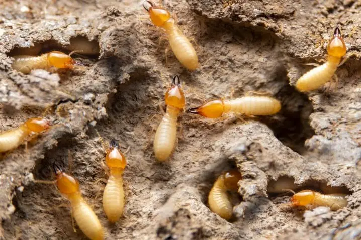 Termite Control in Maryland